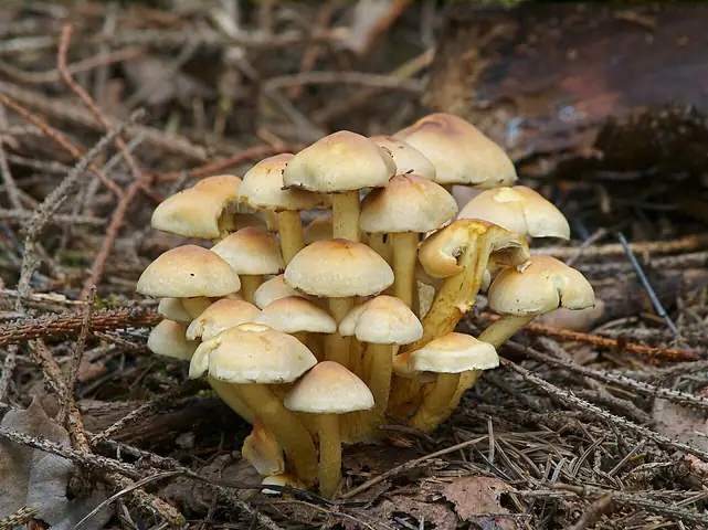 Łysiczka zielonawa (Hypholoma subviride)