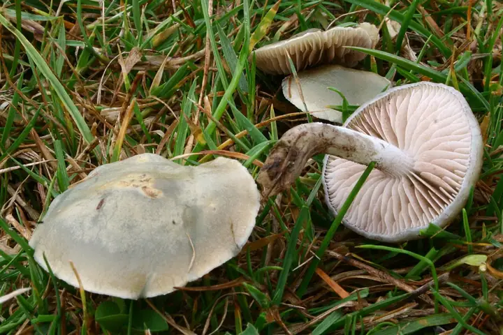 Łysiczka zielononiebieska (Stropharia pseudocyanea)