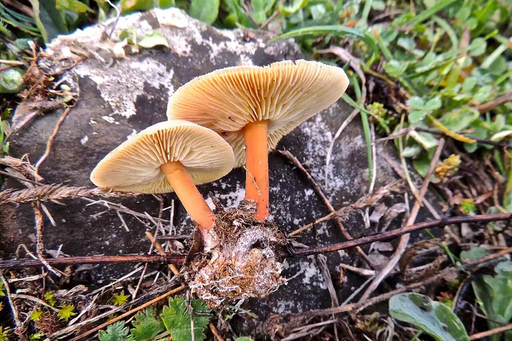 Łysostopek bursztynowy (Gymnopus ocior)