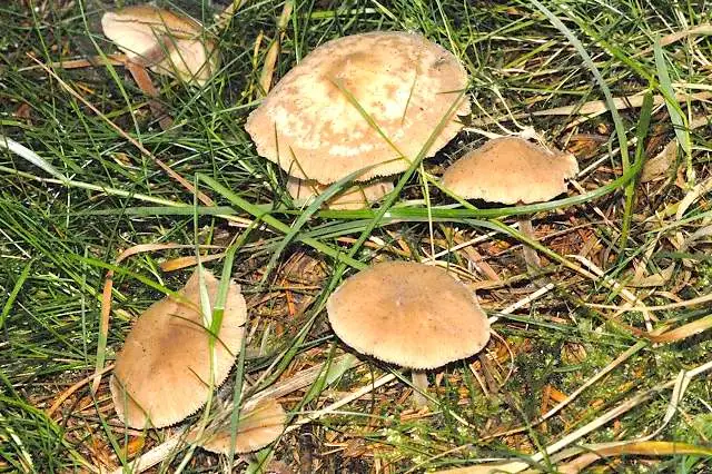 Łysostopek cuchnący (Gymnopus impudicus)