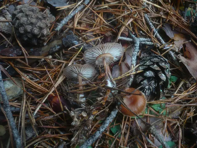Łysostopek cynamonowoczerwony (Gymnopus putillus)
