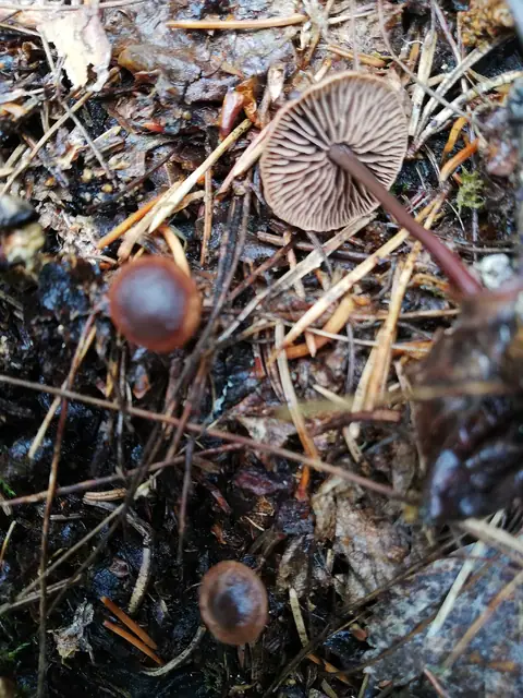Łysostopek czerwonobrązowy (Gymnopus fuscopurpureus)