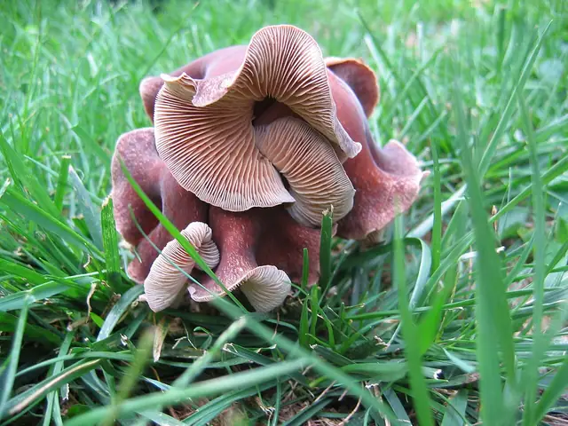 Łysostopek gęstoblaszkowy (Gymnopus luxurians)