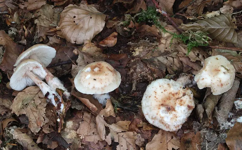 Łysostopek niemiły (Gymnopus hariolorum)
