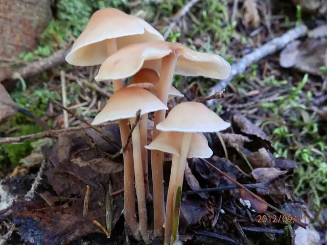 Łysostopek pozrastany (Gymnopus confluens)