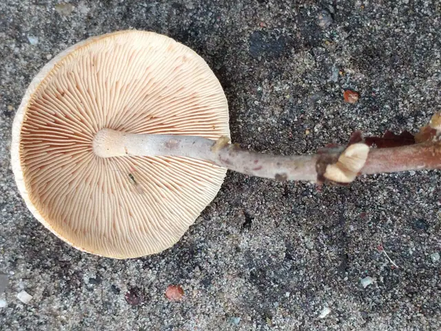 Łysostopek pozrastany (Gymnopus confluens)