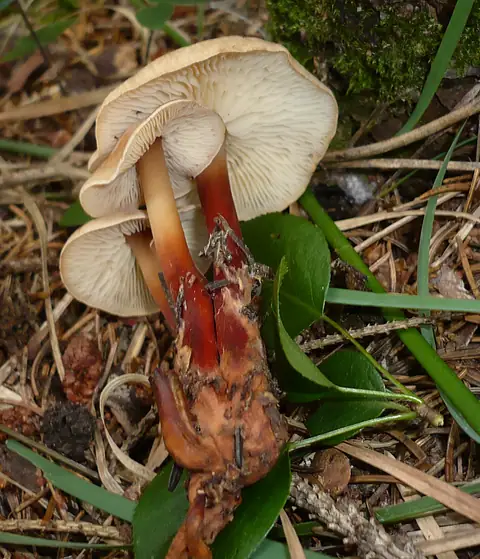 Łysostopek twardzioszkowaty (Gymnopus erythropus)