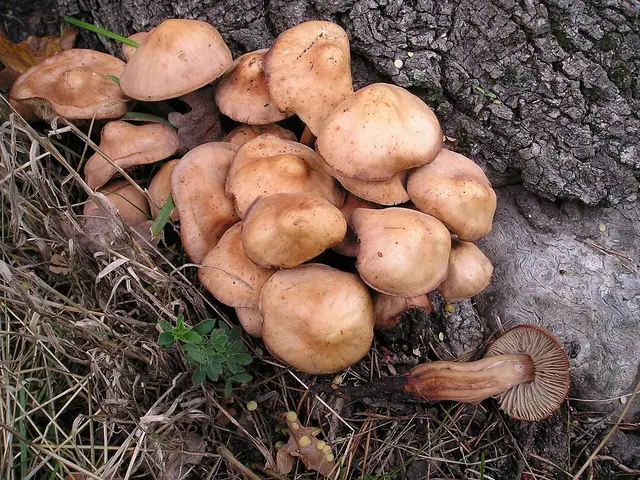 Łysostopek wrzecionowatotrzonowy (Gymnopus fusipes)