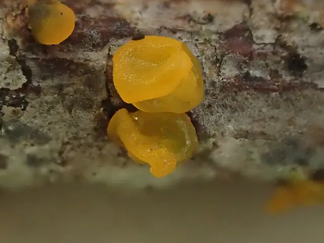 Łzawnik jajowatozarodnikowy (Dacrymyces ovisporus)