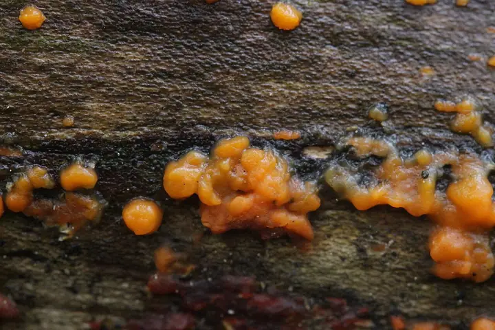 Łzawnik rozciekliwy (Dacrymyces stillatus)