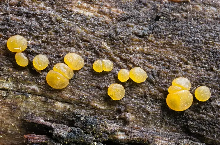 Łzawnik różnozarodnikowy (Dacrymyces variisporus)