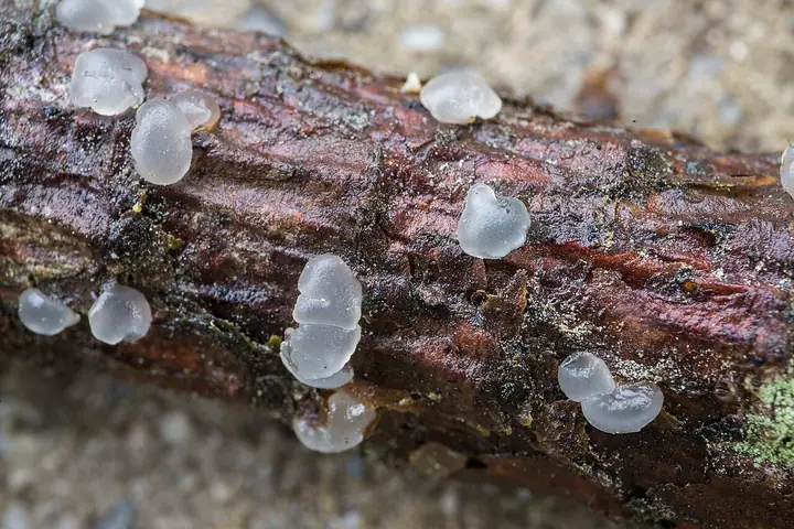 Łzawnik zielonawy (Dacrymyces tortus)