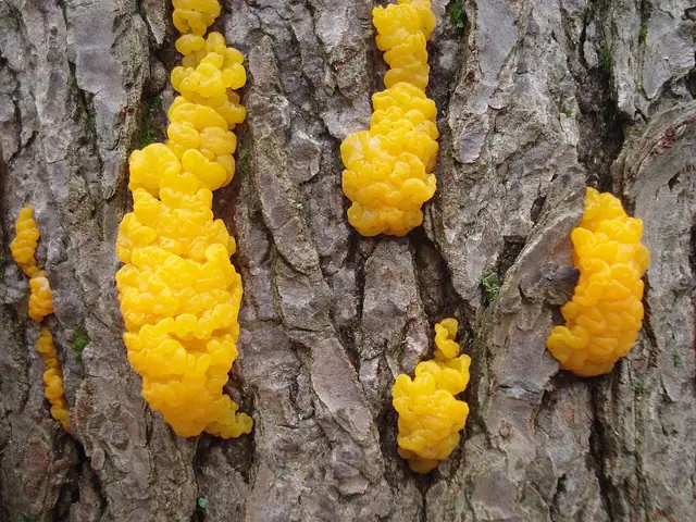 Łzawnik złocistozarodnikowy (Dacrymyces chrysospermus)