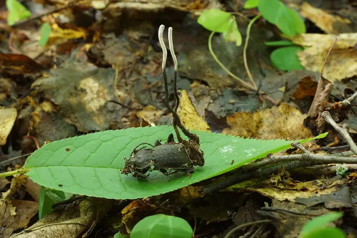 Maczużniczek biegaczowatych (Ophiocordyceps entomorrhiza)