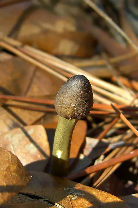 Maczużnik główkowaty (Elaphocordyceps capitata)