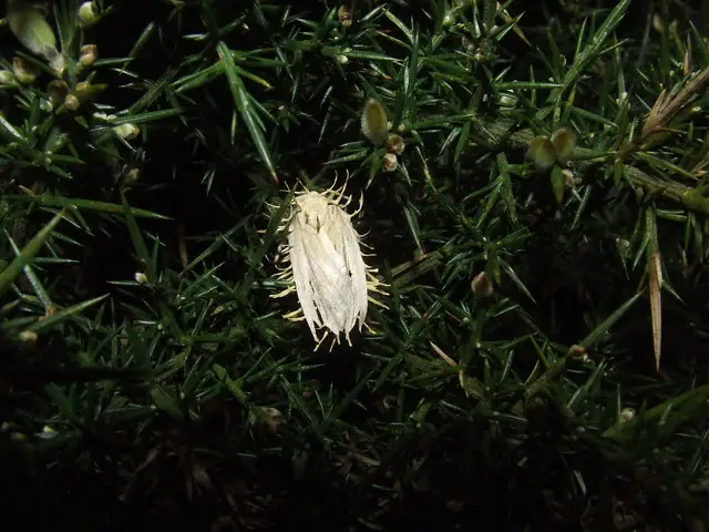 Maczużnik guzkowaty (Cordyceps tuberculata)
