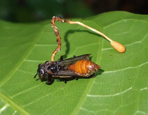 Maczużnik osi (Ophiocordyceps sphecocephala)