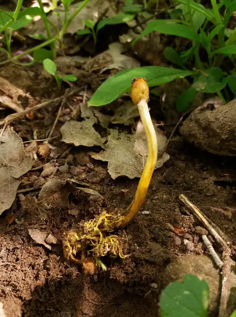 Maczużnik wysmukły (Ophiocordyceps gracilis)