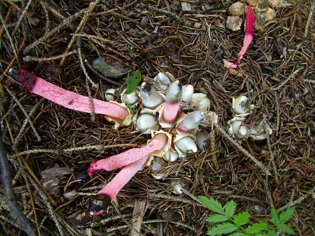 Mądziak malinowy (Mutinus ravenelii)