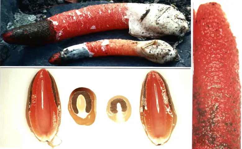 Mądziak śliczny (Mutinus elegans)
