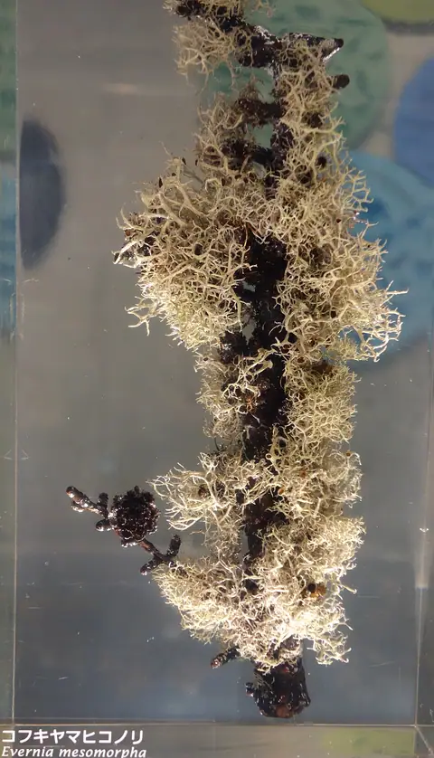 Mąkla odmienna (Evernia mesomorpha)