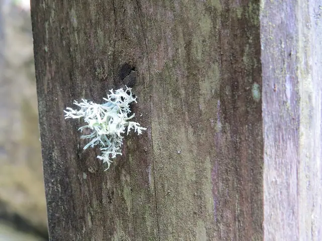 Mąkla tarniowa (Evernia prunastri)
