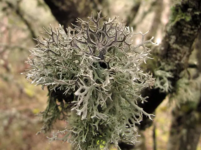 Mąklik otrębiasty (Pseudevernia furfuracea)
