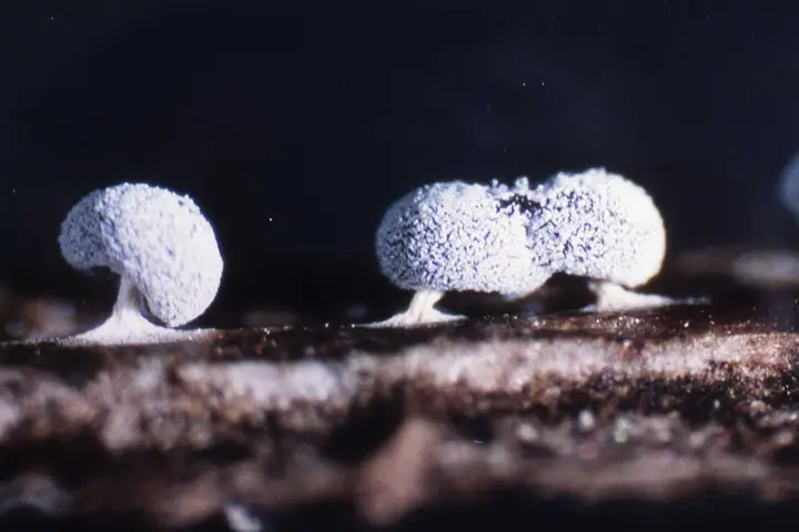 Makulec łuskowaty (Didymium squamulosum)