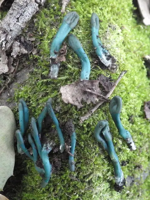 Małozorek gładkotrzonowy (Microglossum nudipes)