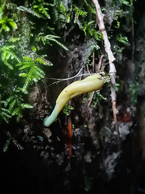 Małozorek szarozielony (Microglossum griseoviride)