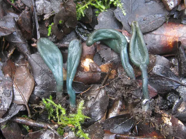 Małozorek zielonobrązowy (Microglossum olivaceum)