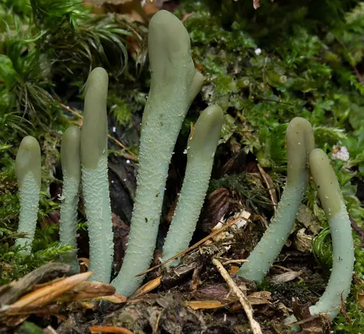 Małozorek zielony (Microglossum viride)