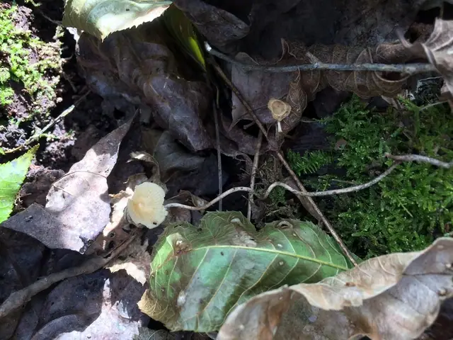 Marasmiellus leptophyllus
