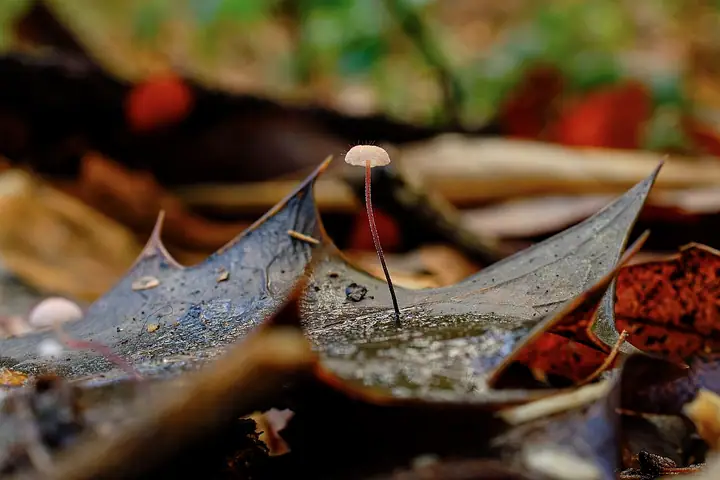 Marasmius hudsonii