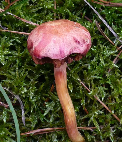 Maślaczek malinowy (Chalciporus pseudorubinus)