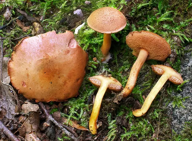 Maślaczek pieprzowy (Chalciporus piperatus)
