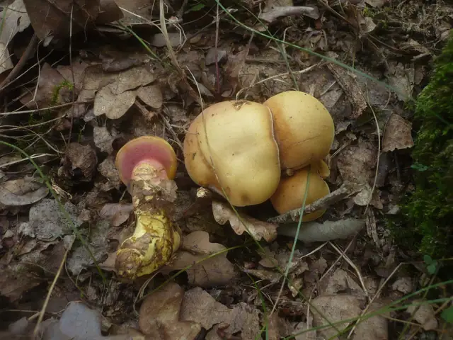 Maślaczek rubinowy (Rubinoboletus rubinus)