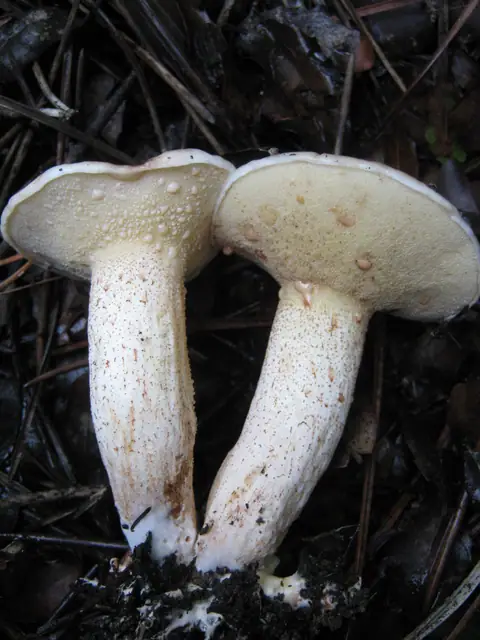 Maślak białobrzegi (Suillus bellinii)