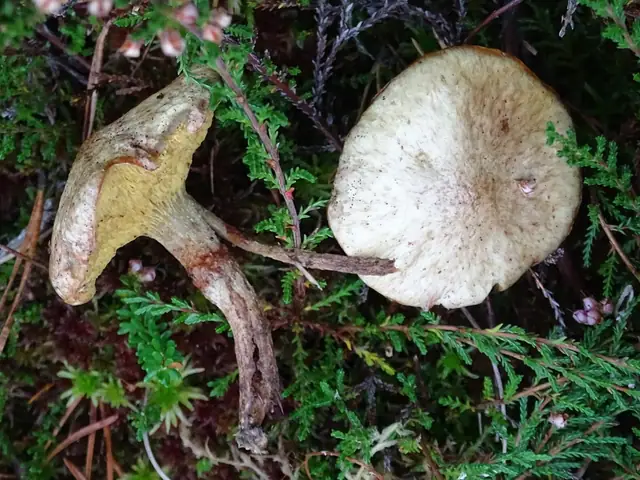 Maślak błotny (Suillus flavidus)
