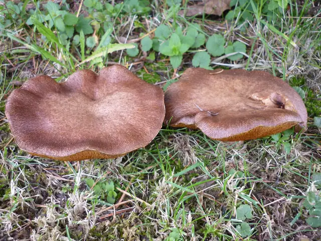 Maślak czerwony (Suillus lakei)