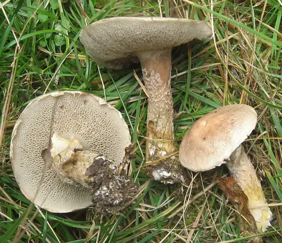 Maślak lepki (Suillus viscidus)