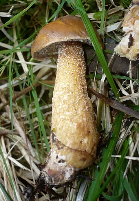Maślak limbowy (Suillus plorans)