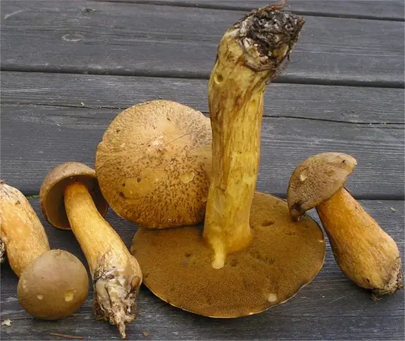 Maślak pstry (Suillus variegatus)