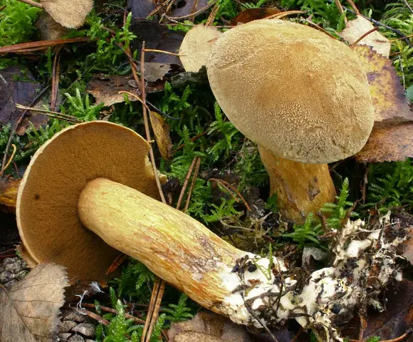 Maślak pstry (Suillus variegatus)