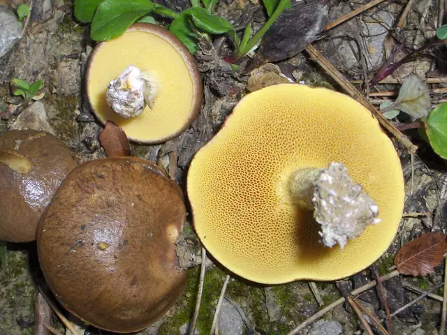 Maślak rdzawobrązowy (Suillus collinitus)