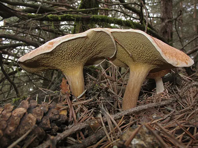 Maślak sitarz (Suillus bovinus)