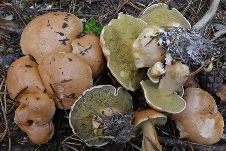 Maślak sitarz (Suillus bovinus)
