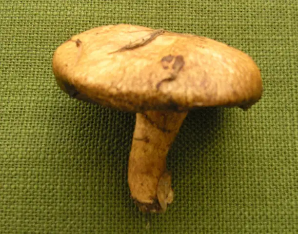 Maślak trydencki (Suillus tridentinus)