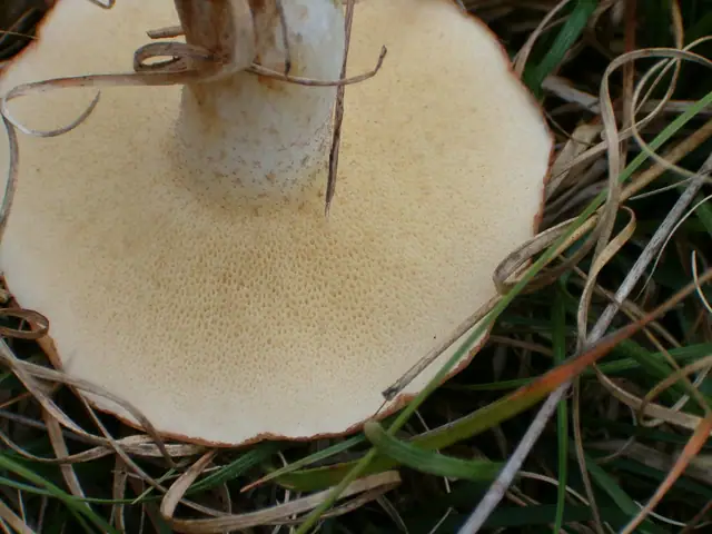 Maślak wejmutkowy (Suillus placidus)