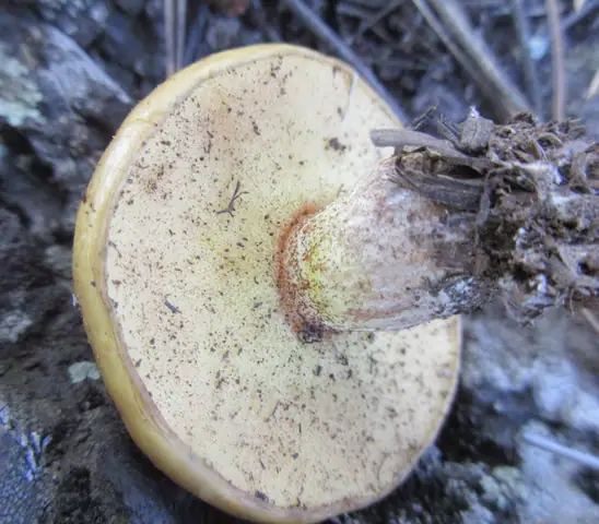 Maślak ziarnisty (Suillus granulatus)